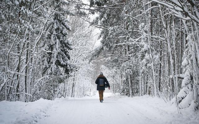 Ryggen av en person som går på en snöig skogsväg.