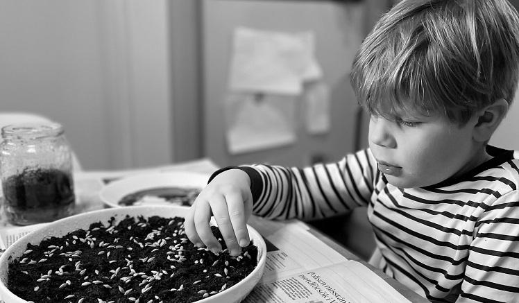 En pojke i 4-årsåldern som sår påskgräs. Bilden är i svartvitt.